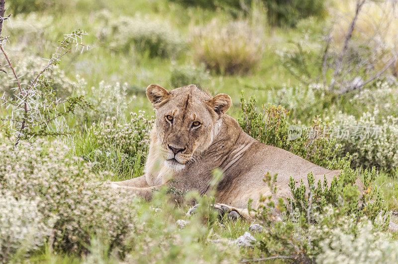 母狮盯着相机;Etosha n.p.，纳米比亚，非洲